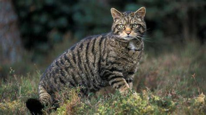 wildcat